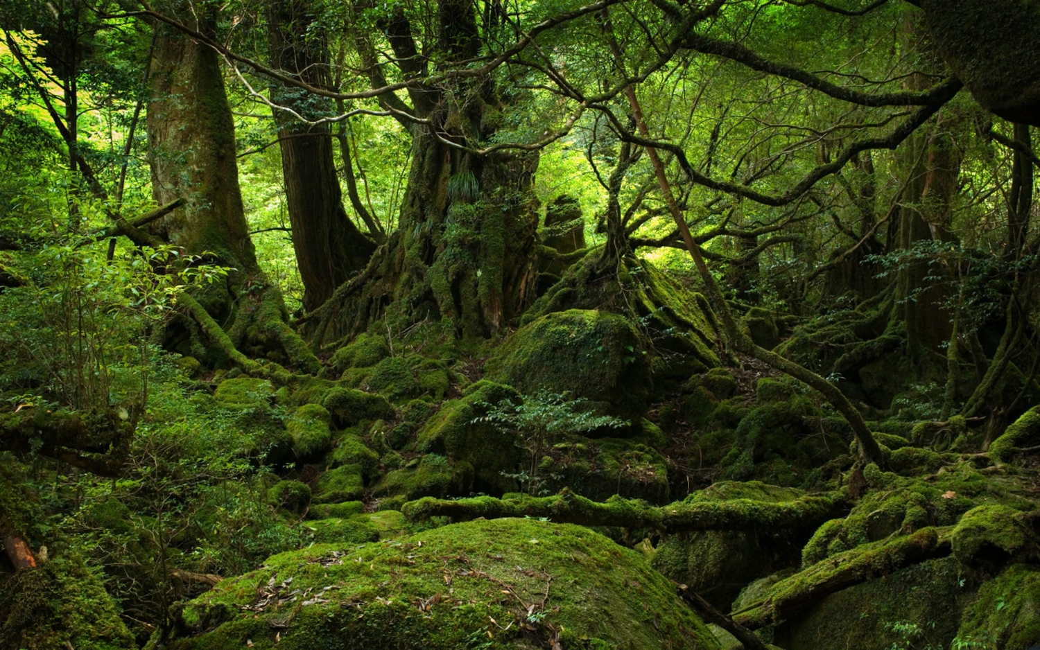 Sacred Forest